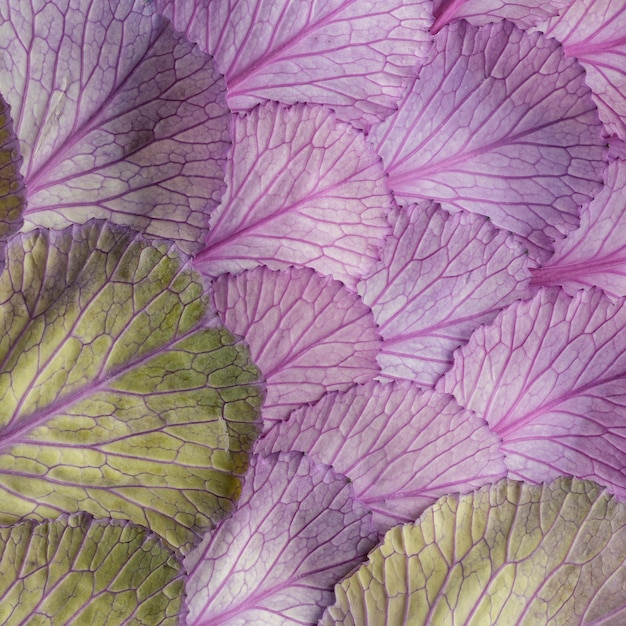 top view of plant leaves=