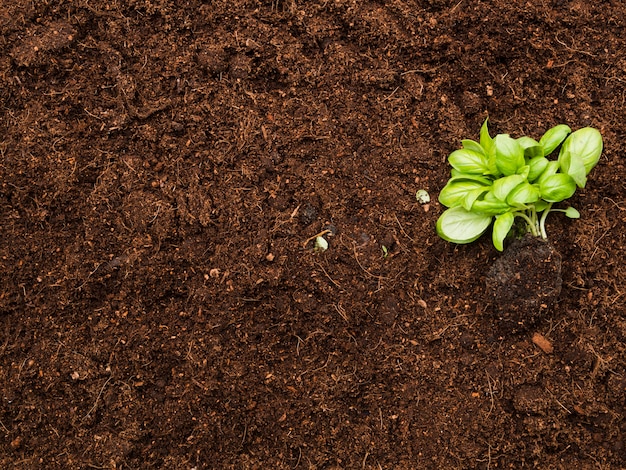 Free photo top view plant on soil