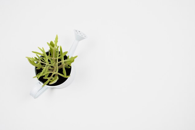 Top view of plant in watering can