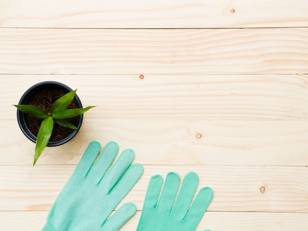 Top view plant with gloves