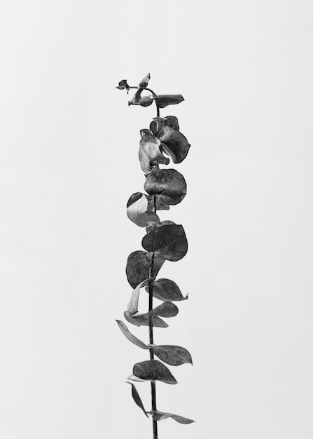 葉を持つ植物の上面図