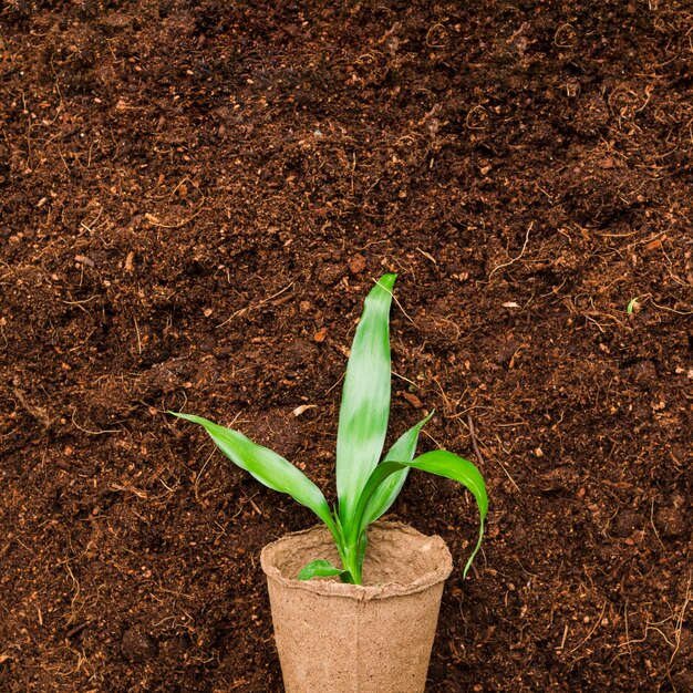 Top view plant