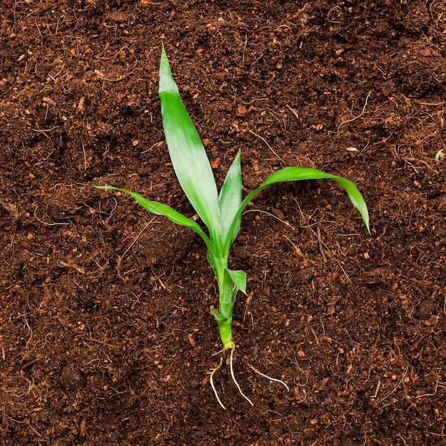 Top view plant