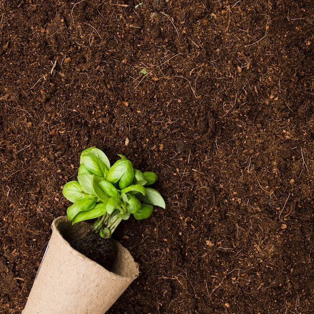 Top view plant