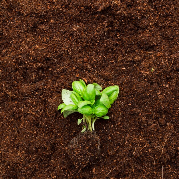 Top view plant