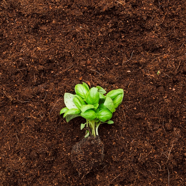 Top view plant