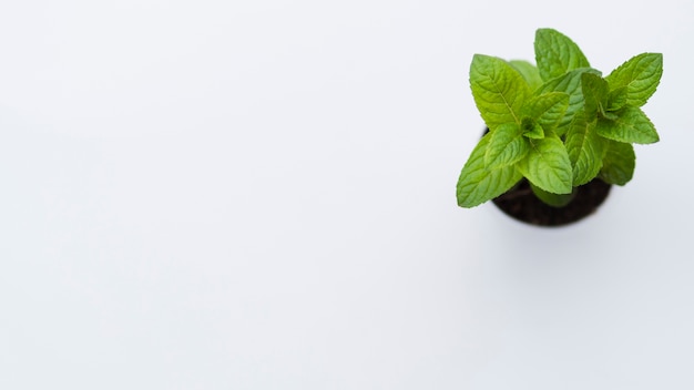 Top view plant 