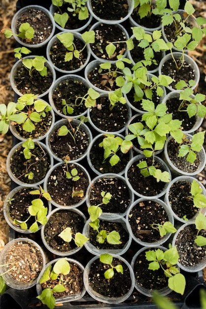 Top view of plants in plastic pots