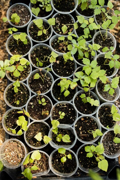 プラスチックポットの植物の平面図