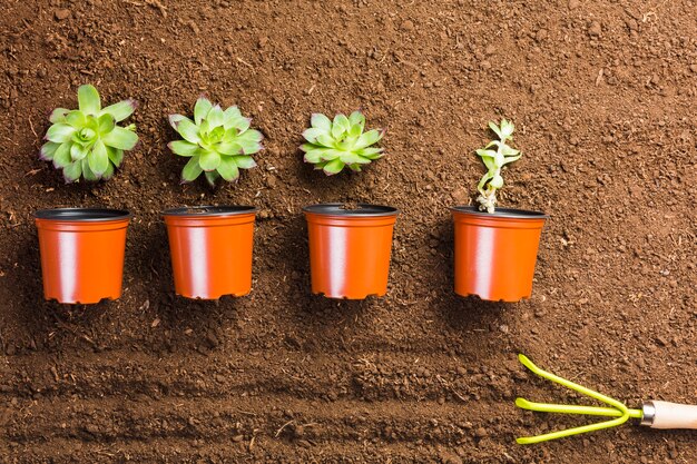 地面に植物や鍋のトップビュー