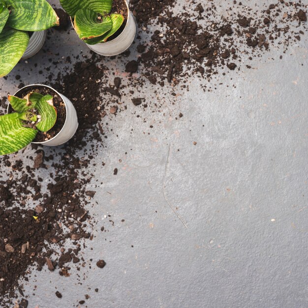 Top view plants and soil corner