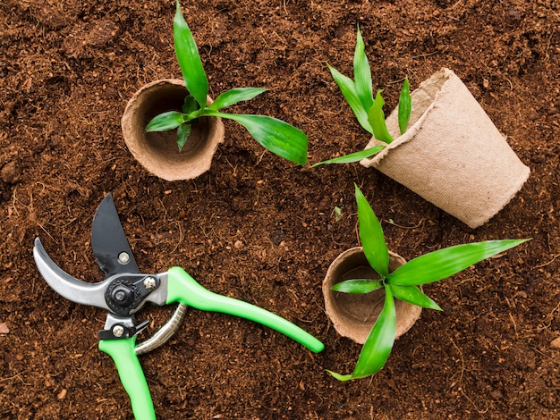 Free photo top view plants with scissors