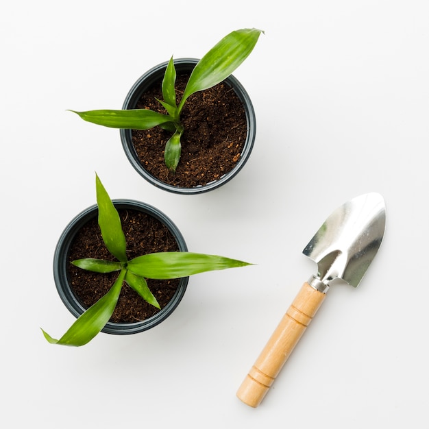 Top view plants with shovel