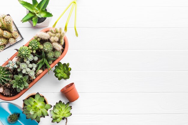 Top view of plants on a wooden surface