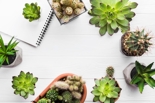 Top view of plants on a wooden surface