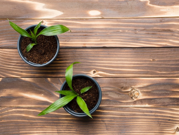 Top view plants on wooden table