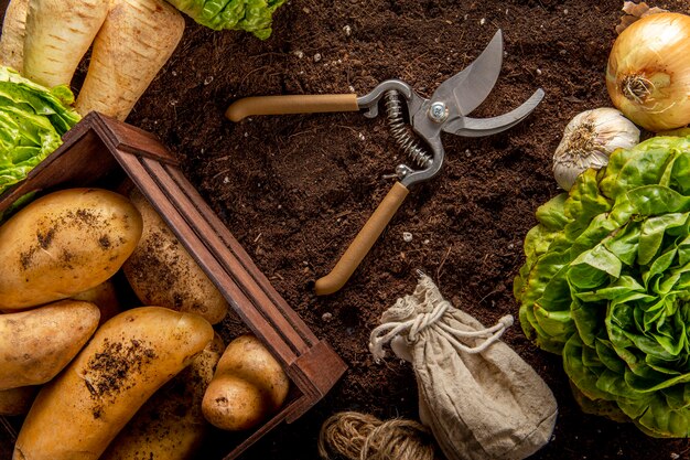 Top view of potatoes with salad and scissors