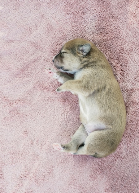 Free photo top view of puppy sleeping