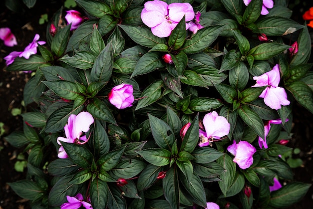 Free photo top view purple flowers background