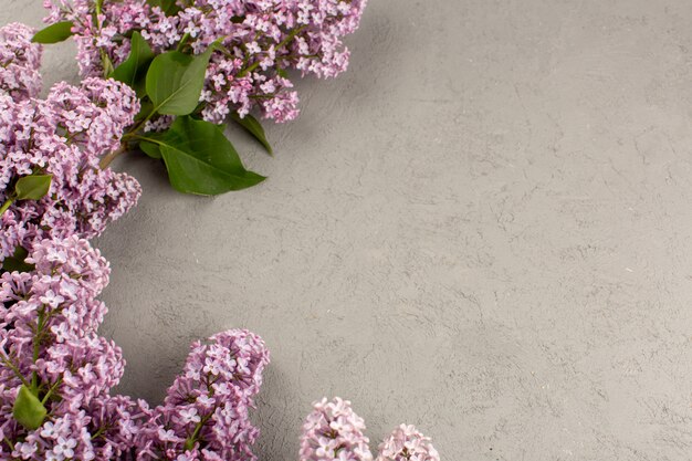 top view purple flowers beautiful on the grey background