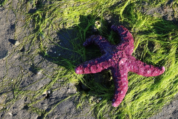 Вид сверху фиолетовой морской звезды на водорослях