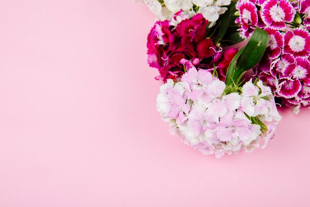 Top view of purple and white color sweet william or turkish carnation flowers isolated on pink background with copy space