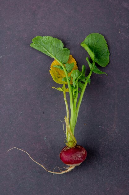 Top view of radish on maroon background with copy space