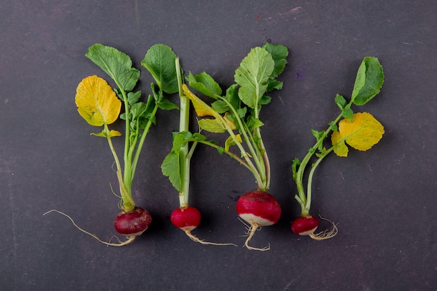 Top view of radishes on maroon background