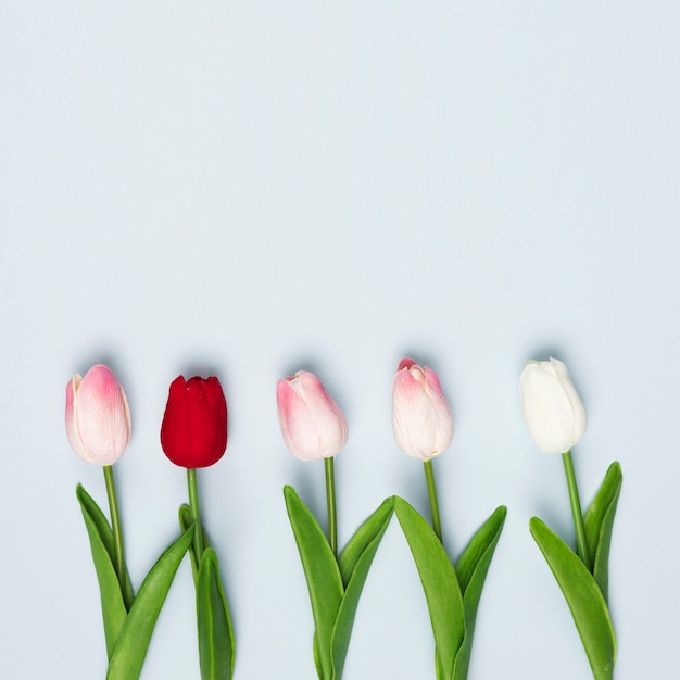 Бесплатное фото Вид сверху красных и белых тюльпанов