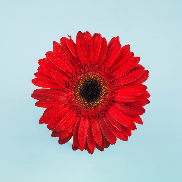 Top view of a red flower