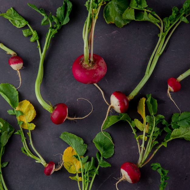 Top view of red radishes on maroon background