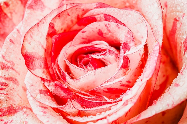 Top view rose close-up wallpaper