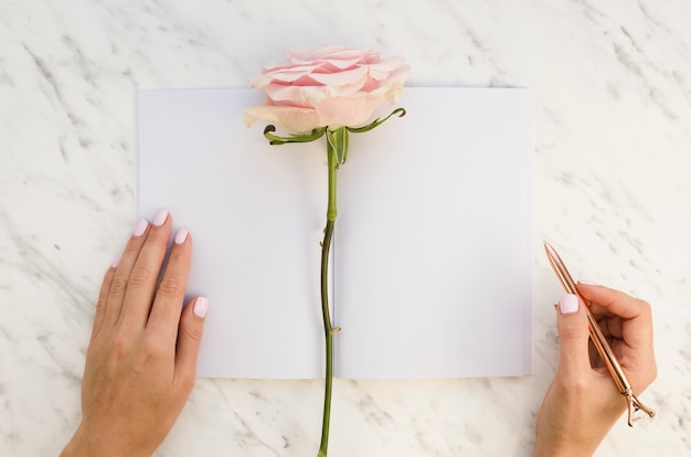 Top view rose with female hands