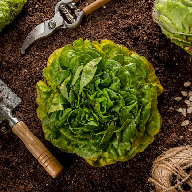 Foto gratuita vista dall'alto di insalata con attrezzi da giardino