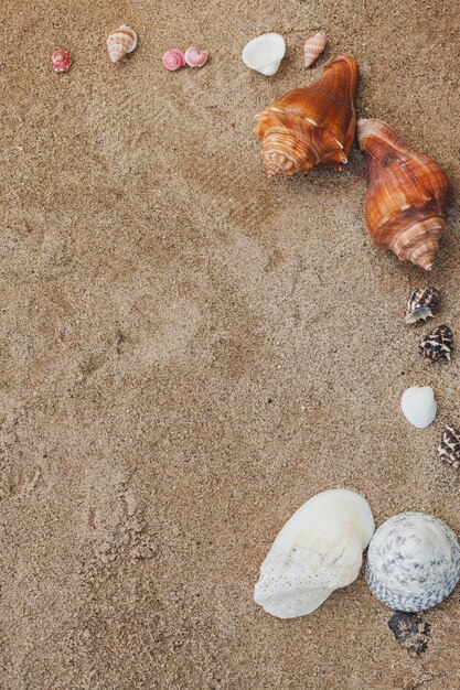 Top view of sand with several seashells