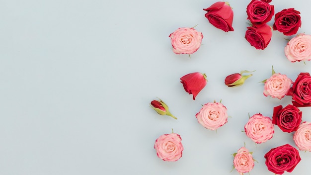 Top view of scattered roses