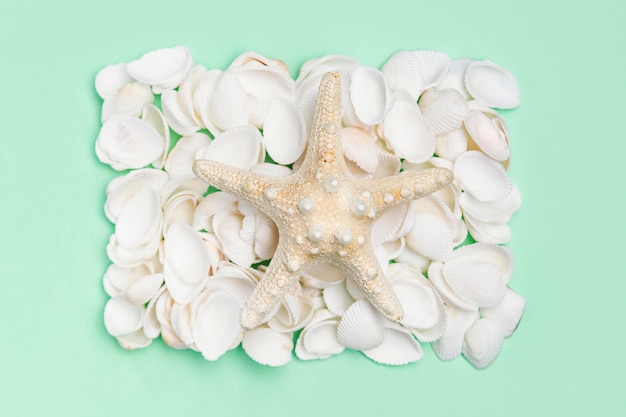 Top view of sea shells with starfish