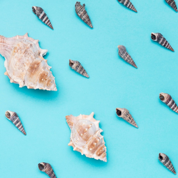 Top view of sea shells