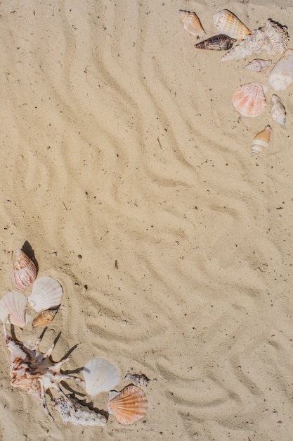 Top view of seashells on sandy surface