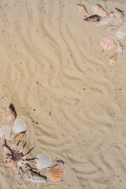 Вид сверху ракушек на песчаной поверхности