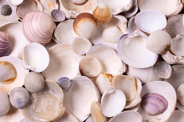 Top view of seashells