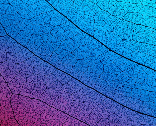 Top view of see-through colored leaf