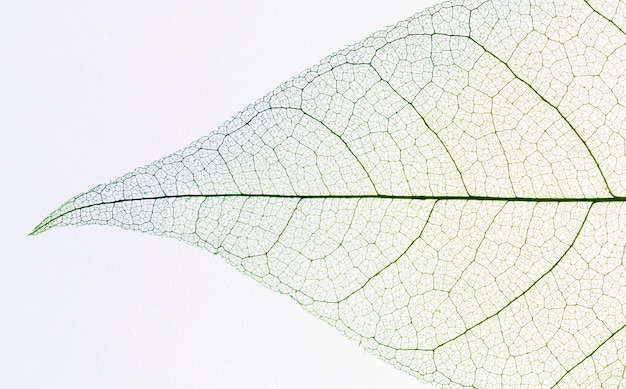 Вид сверху прозрачной текстуры листьев