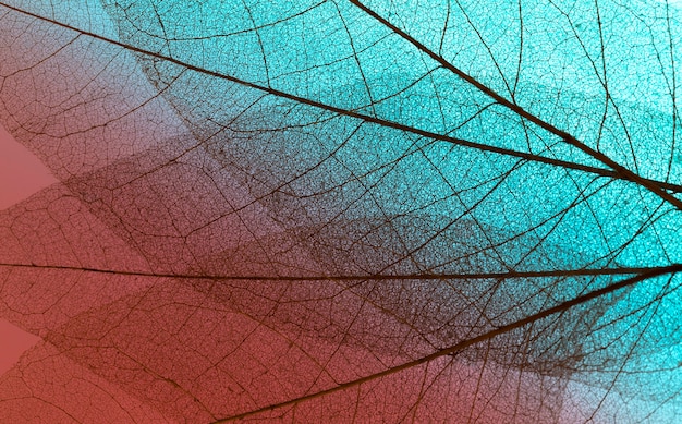 Top view of see-through leaves texture