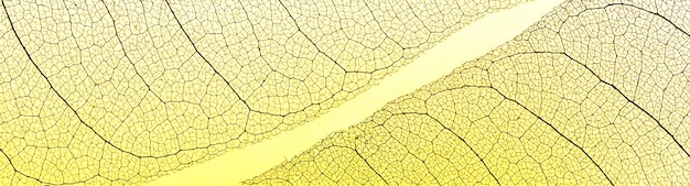 Free Photo top view of see-through leaves