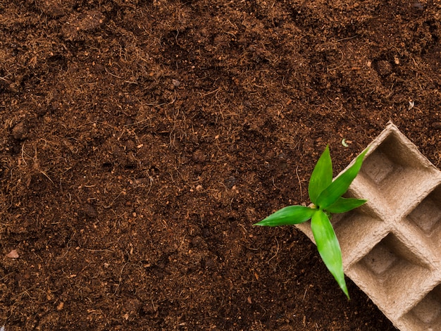 Free photo top view seedbed on soil