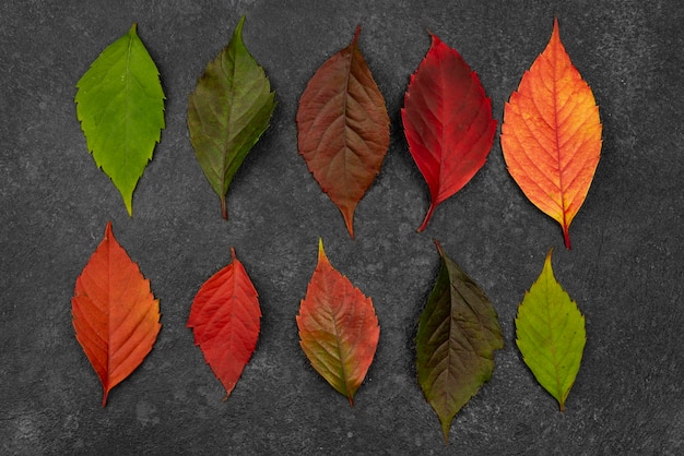 Foto gratuita vista dall'alto della selezione di foglie d'autunno