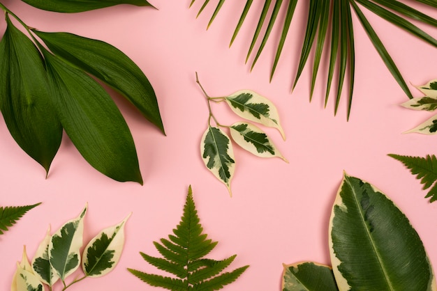 Top view of selection of plant leaves