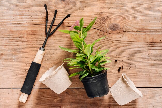 植木鉢のトップビューセット