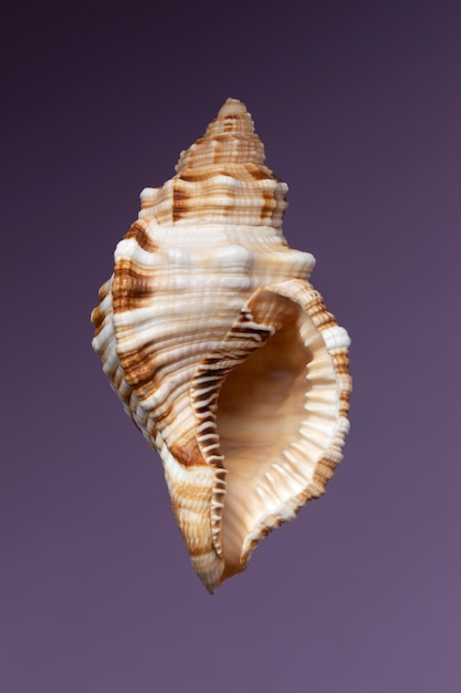 Free photo top view shell with purple background